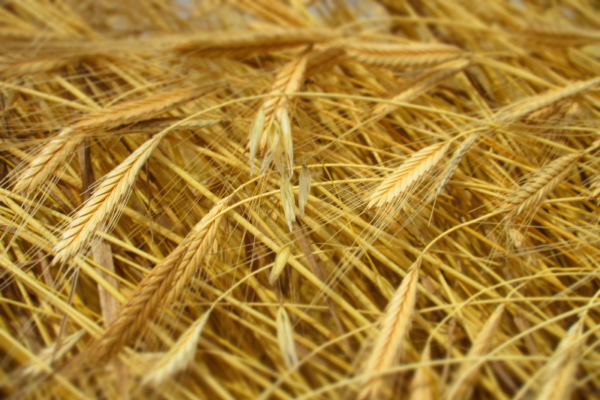 Frise historique petit épeautre de Haute Provence Néolithique