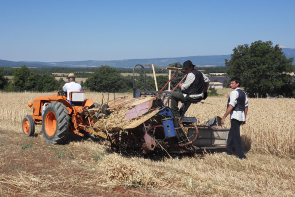 Frise historique petit épeautre de Haute Provence mécanisation