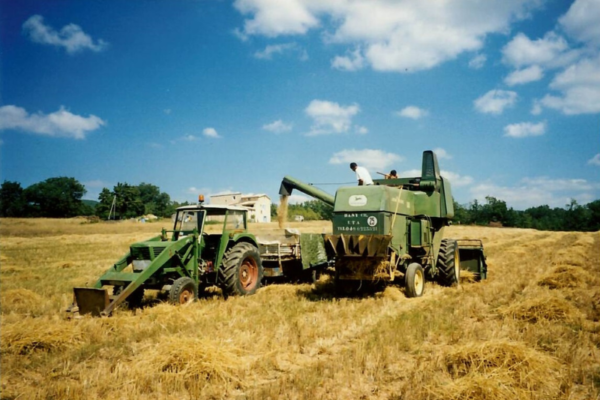 Frise historique petit épeautre de Haute Provence 1997